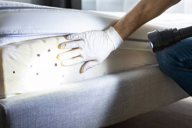 Best Termite Control Services  in Frostproof, FL