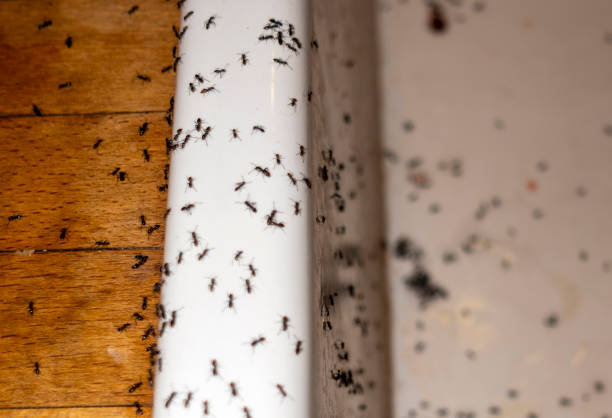 Best Flea Control Services  in Frostproof, FL